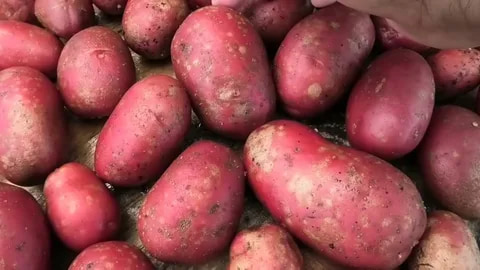 تصویر 1 از سیب زمینی قرمز پوست نازک